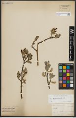 Foto von Salix appendiculata Vill.